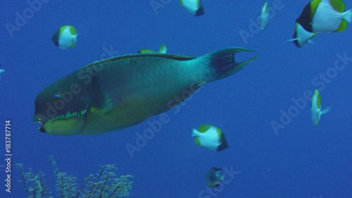 Pacific steephead parrotfish Chlorurus microrhinos is swimming fast, WAKATOBI, Indonesia, slow motion photo