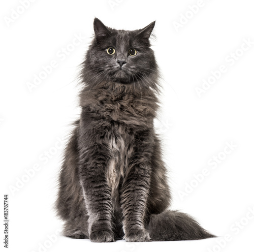 Fototapeta Naklejka Na Ścianę i Meble -  Mixed-breed cat whit a main coon  (1 year old), isolated on whit
