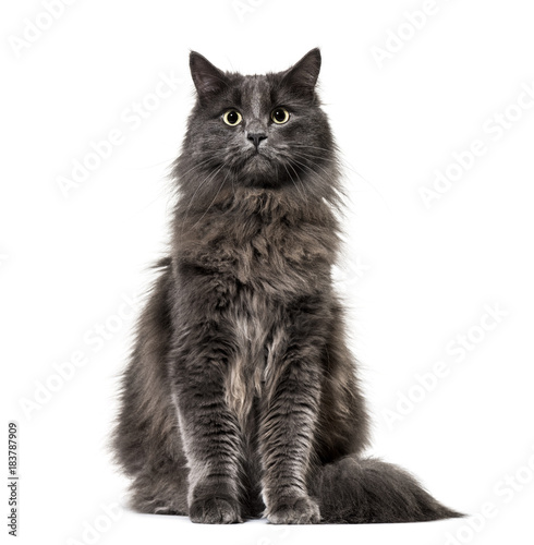 Mixed-breed cat whit a main coon (1 year old), isolated on white