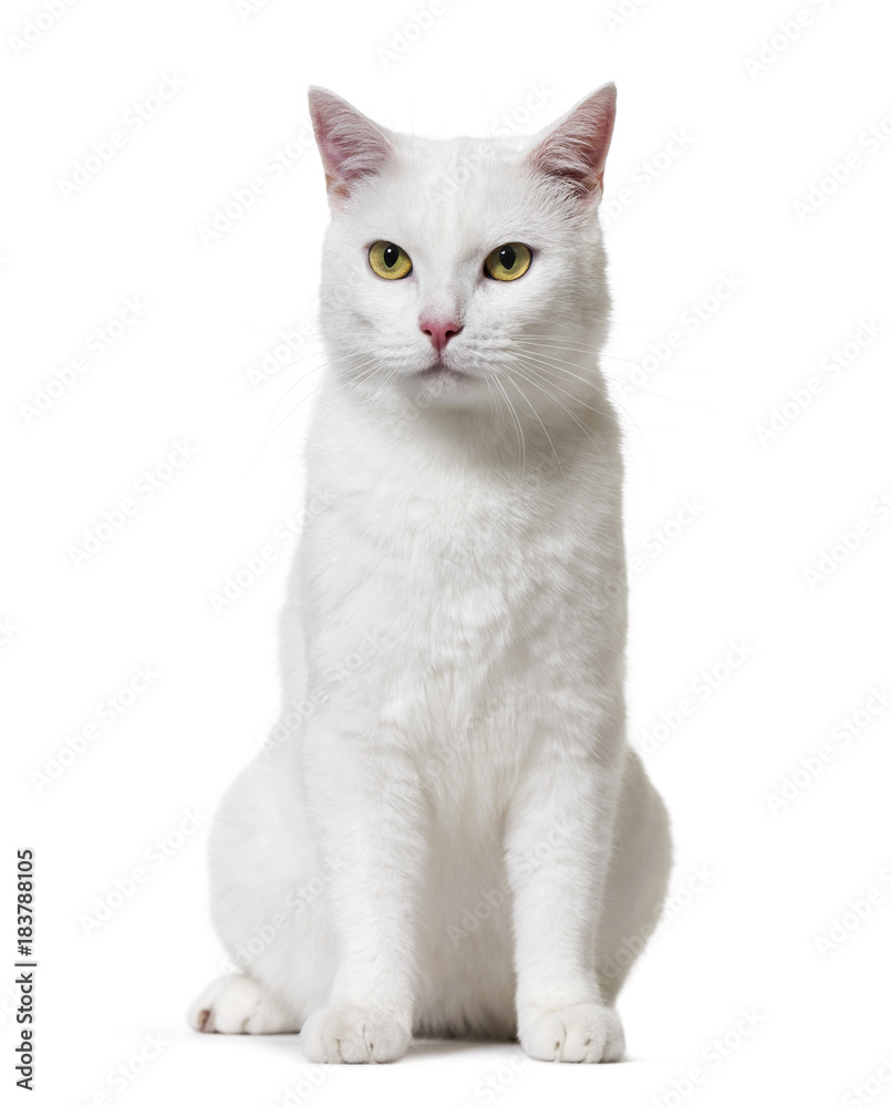Fototapeta premium White mixed-breed cat (2 years old), isolated on white