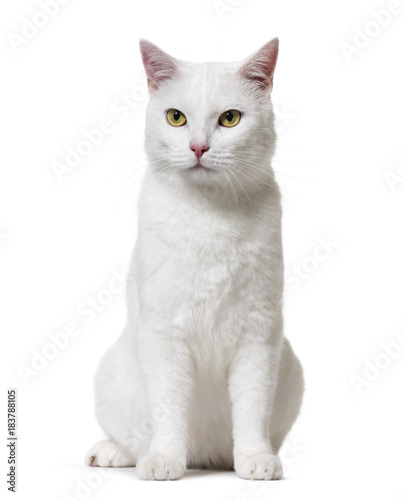 Fototapeta Naklejka Na Ścianę i Meble -  White mixed-breed cat (2 years old), isolated on white