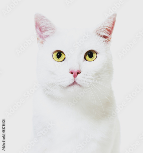 White mixed-breed cat facing at the camera(2 years old), isolate