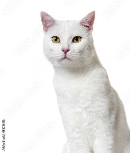 Fototapeta Naklejka Na Ścianę i Meble -  White mixed-breed cat (2 years old), isolated on white
