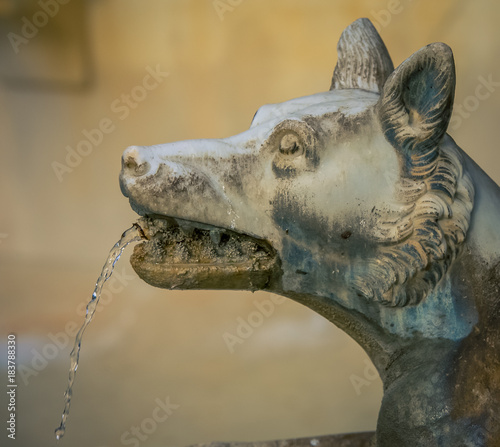 Dog fountain Siena 