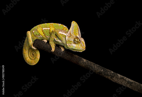 Veiled chameleon on black background