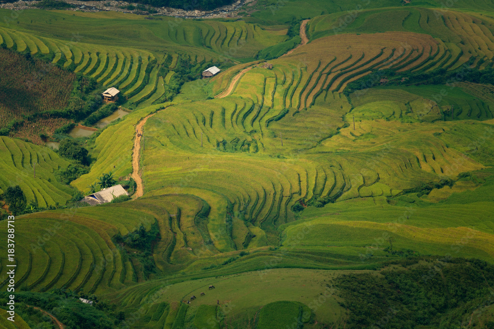 Vietnam Mu Cang Chai Yen Bai. Beautiful curve landscape of rice terrace at North Vietnam.