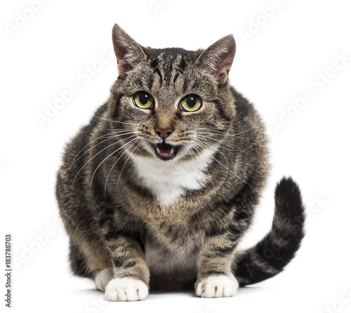 Mixed-breed cat with open mouth, isolated on white