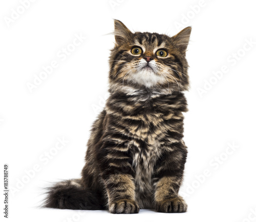 Stripped kitten mixed-breed cat sitting, looking upisolated on w