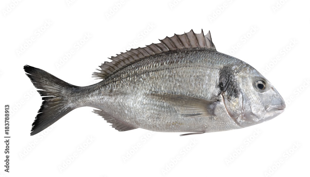Realistic 3D Render of Gilthead Bream Fish Realistic 3D Render of Gilthead Bream Fish