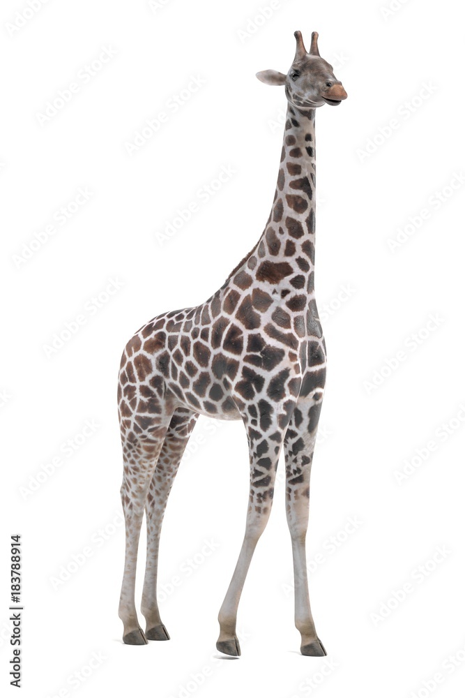 Fototapeta premium Realistic 3D Render of Giraffe (Rothschild)