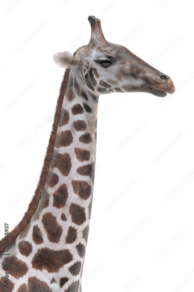Naklejka premium Realistic 3D Render of Giraffe (Rothschild)