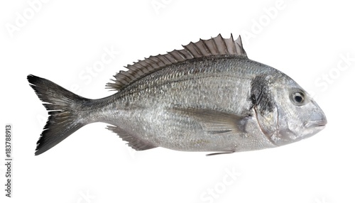 Tableau sur toile Realistic 3D Render of Gilthead Bream Fish
