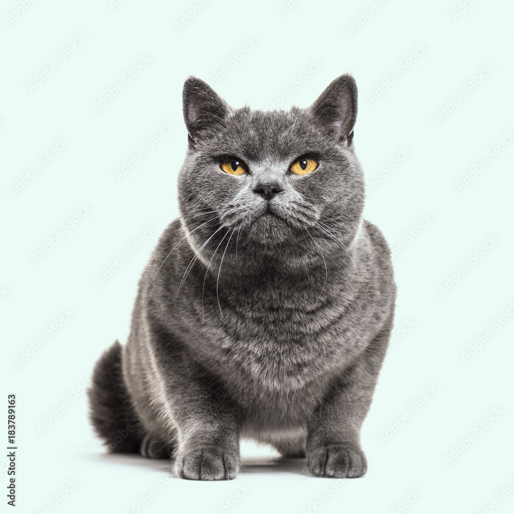 Grey british shorthair cat, blue background