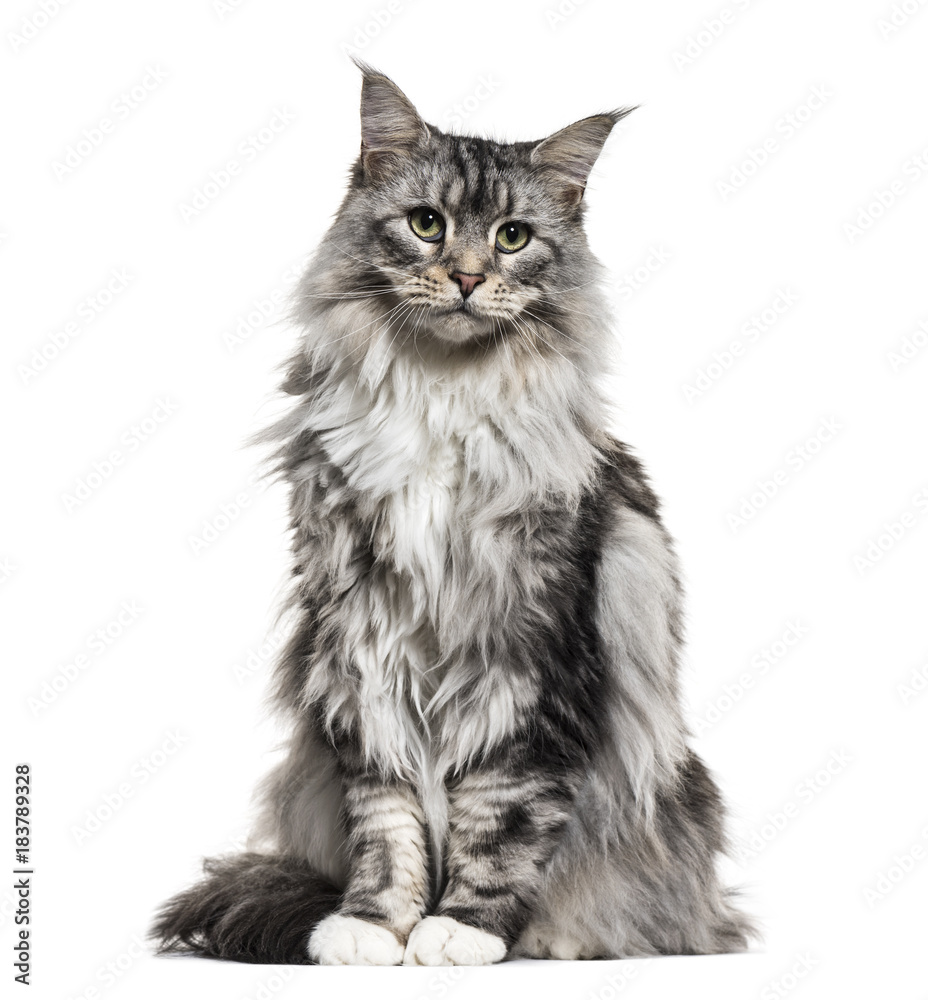 Obraz premium Główny kot coon, siedząc, na białym tle