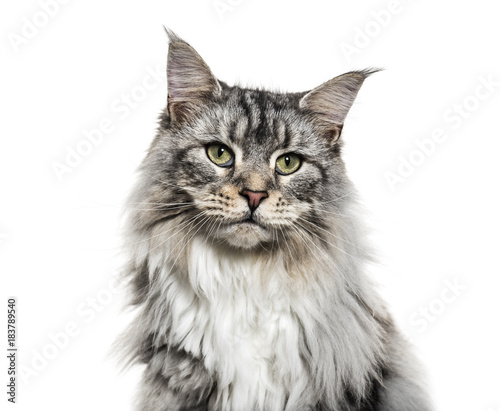 Close-up on a main coon cat face, isolated on white