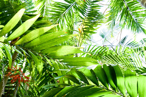 Fototapeta Naklejka Na Ścianę i Meble -  close up of a green tropical rainforest canopy, image had a graphical look about it, with a white background