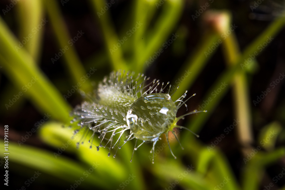 Goccia d'acqua su stelo di drosera capensis, pianta carnivora. Goccia d'acqua su stelo di drosera capensis, pianta carnivora.