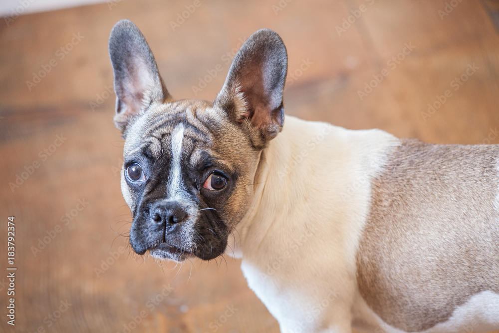 french bulldog puppy, white brown, curious