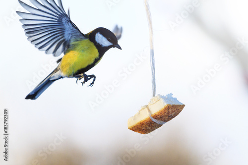 great tit flies to the feeder where fat hanging