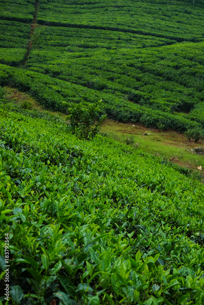  Tea plantation farm hills, Beautiful greenery of Tea garden Tea plantation farm hills, Beautiful greenery of Tea garden