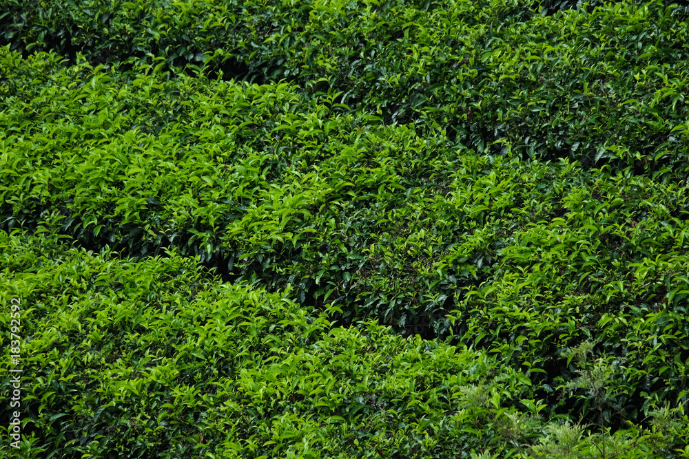  Tea plantation farm hills, Beautiful greenery of Tea garden Tea plantation farm hills, Beautiful greenery of Tea garden