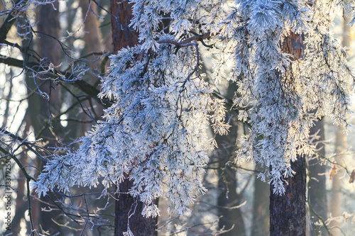 morning begins in the woods photo