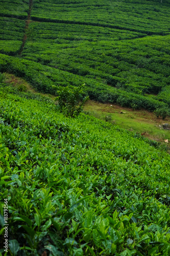 ​ Tea plantation farm hills, Beautiful greenery of Tea garden