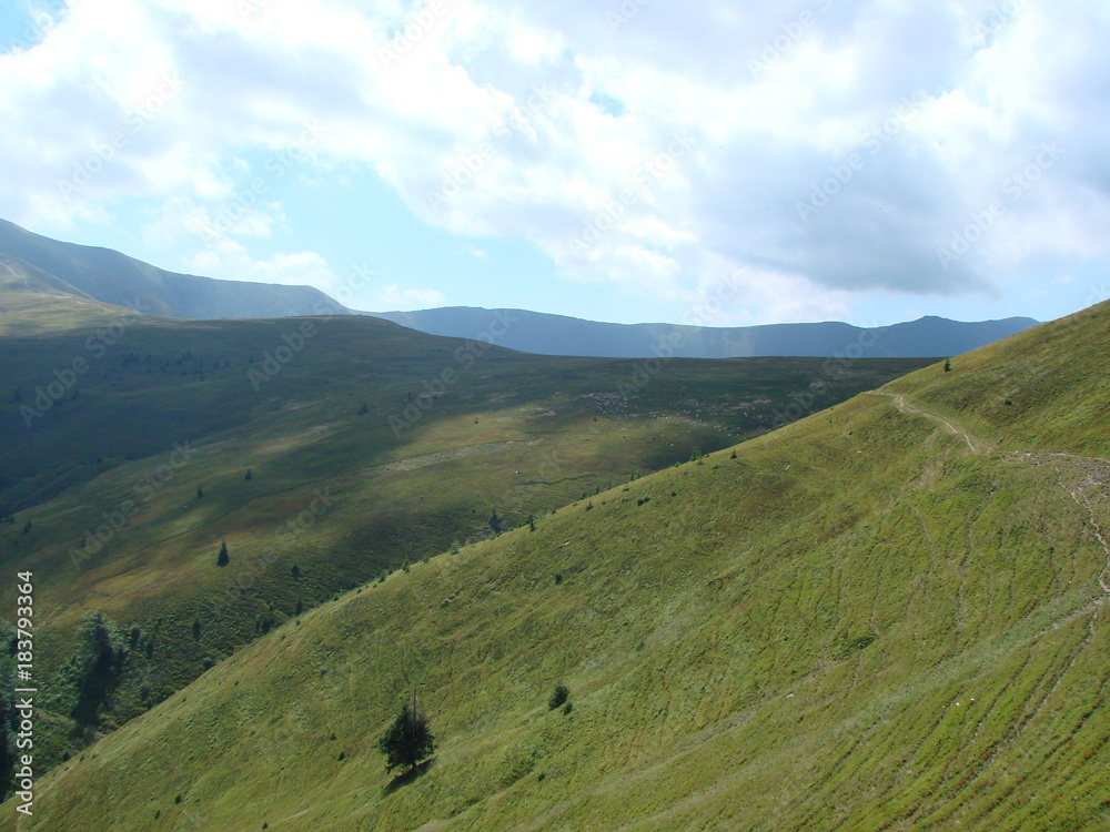 Vegetation of alpine meadows on the peaks of the Borzhava Mountain Range of the Ukrainian Carpathians.