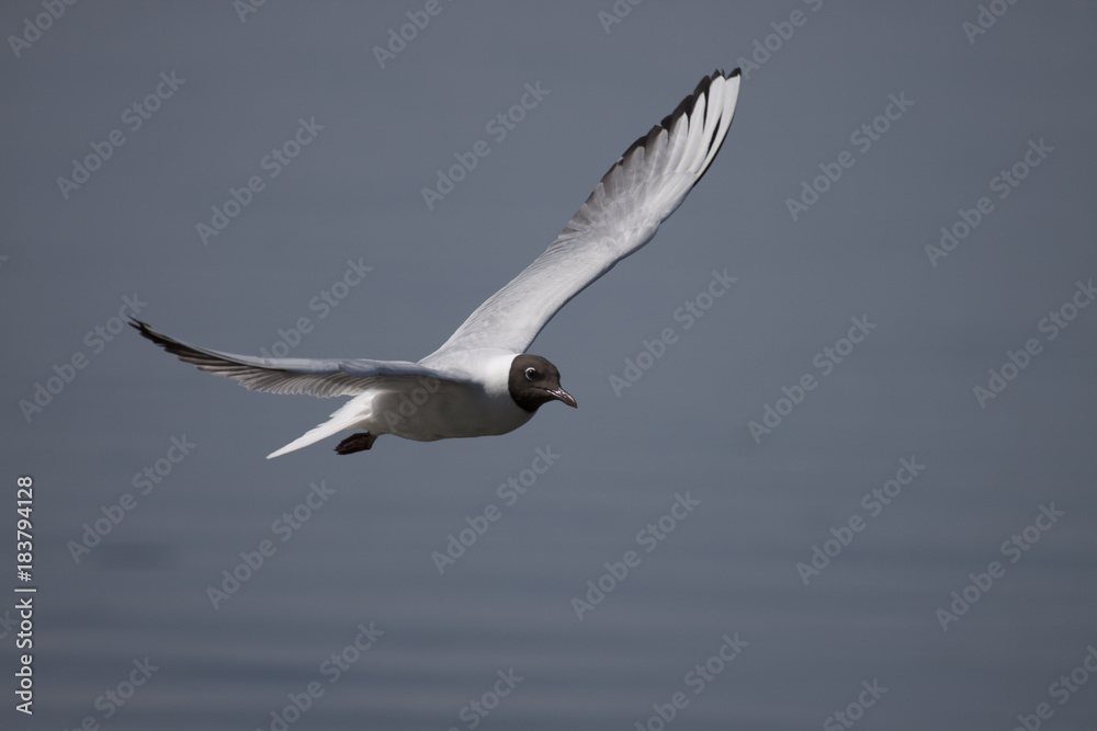 Black-headed gull Black-headed gull