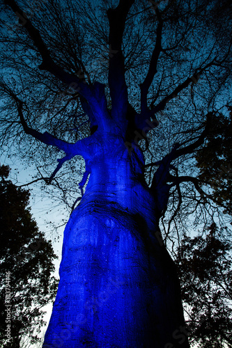 Enormous blue lit tree trunk photo