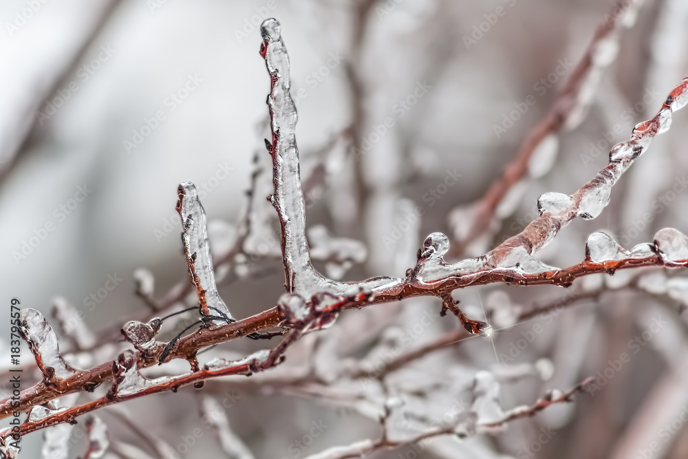 Ice over branch of an apple tree, close-up