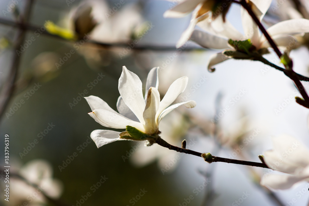 White flowers of magnolia kobus at blurred sky background White flowers of magnolia kobus at blurred sky background