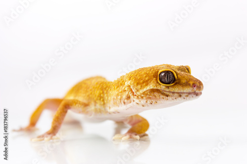 Orange leopard gecko walking and looking forward on white background