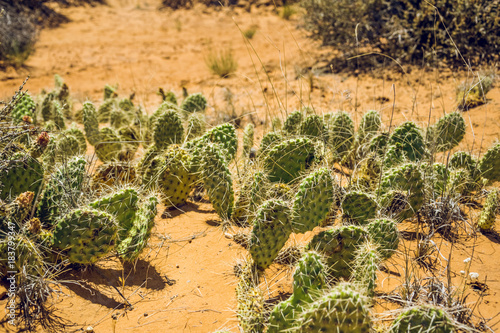 Green cacti in the desert Moab. Dry, picturesque landscape of Utah