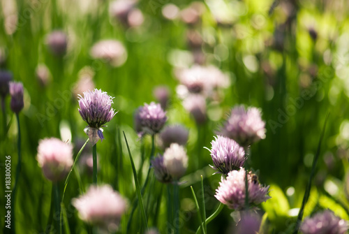 Chive Plants in Sunlight