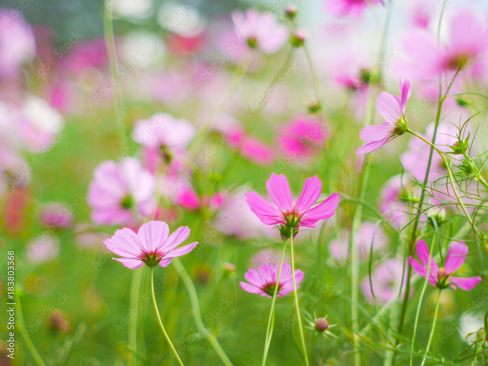 the cosmos flower in the garden field on beautiful sunny day the cosmos flower in the garden field on beautiful sunny day