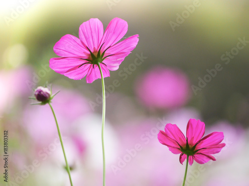 the  cosmos flower in the garden field on beautiful sunny day