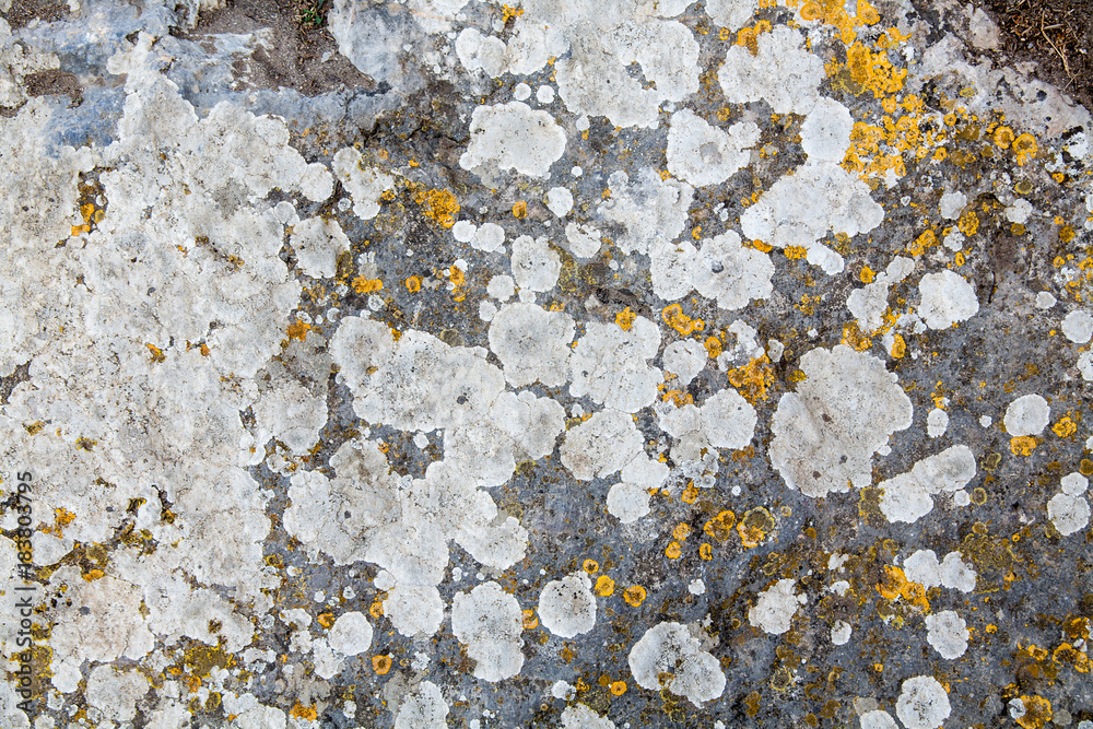 texture of stone covered with mold. background texture of stone covered with mold. background