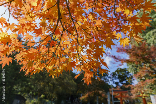 Beautiful fall color near Hiyoshi Taisha