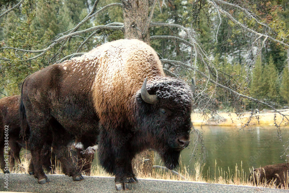 Buffalo in Snow Buffalo in Snow