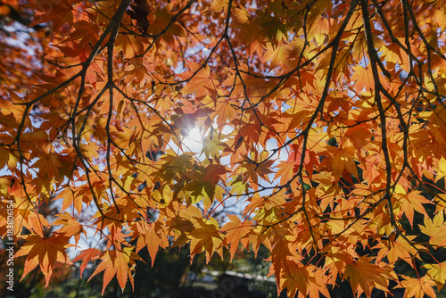 Beautiful fall color near Hiyoshi Taisha photo