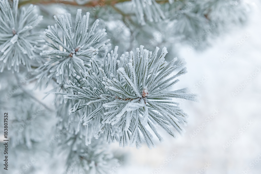 Beautiful green pine branch in the cold snow. Background. Selective focus. Beautiful green pine branch in the cold snow. Background. Selective focus.