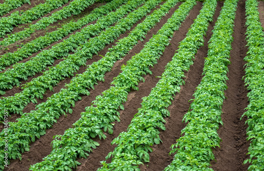 Rows of young potato plants on the field