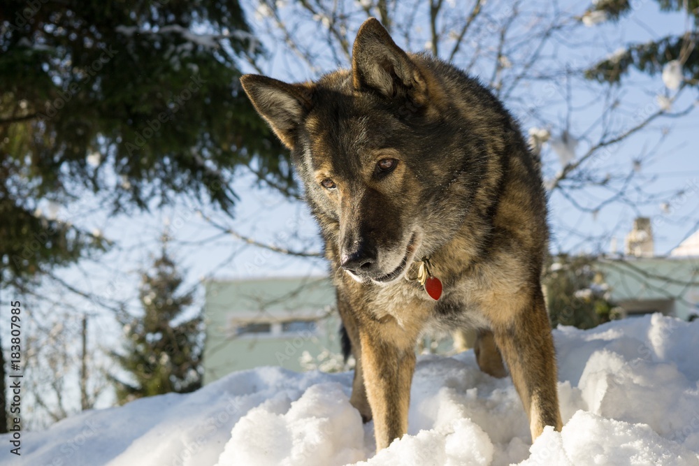Dog enjoying the snow during winter. Slovakia Dog enjoying the snow during winter. Slovakia