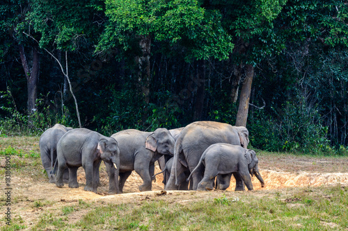 Asian elephant or Elephas maximus,  a small colony of elepphant were eating salt lick  in edge of forest with green trees background, Khao Yai National Park , Thailand.