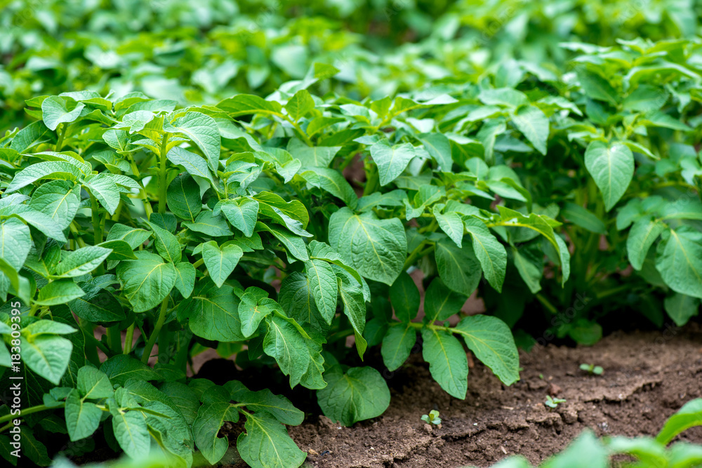 Rows of young potato plants on the field Rows of young potato plants on the field
