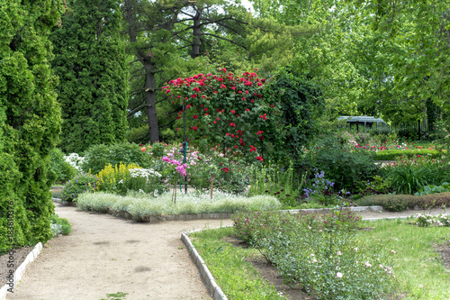 roses in the garden