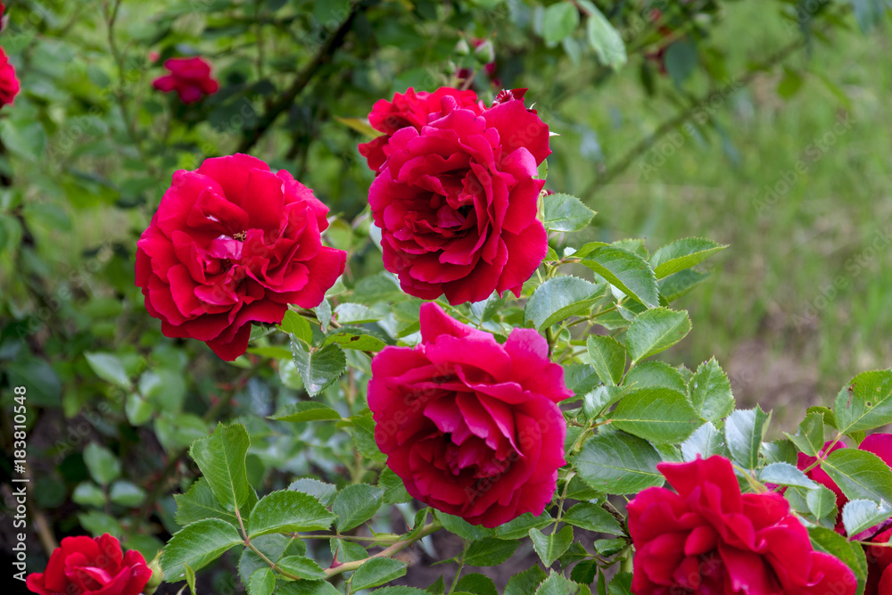 roses in the garden roses in the garden