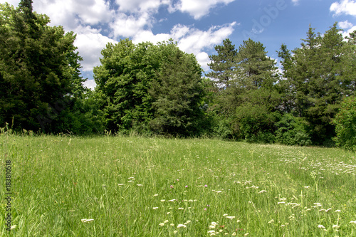 Fototapeta Naklejka Na Ścianę i Meble -  lawn in a park under a blue sky