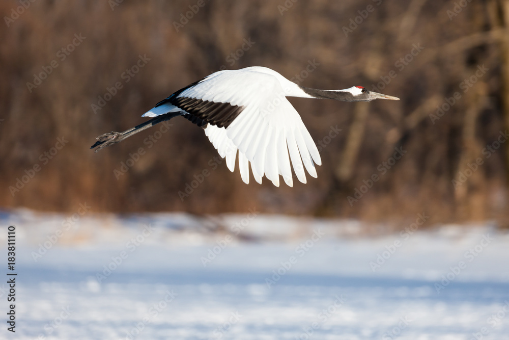 Obraz premium Japanese red head Tancho cranes in Hokkaido, Japan